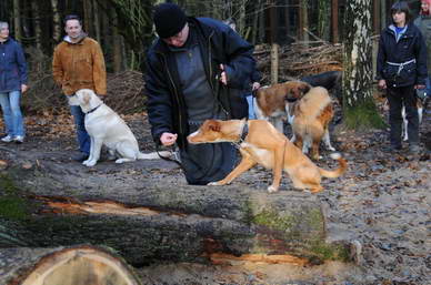 Ruby fand den Baum spannend...