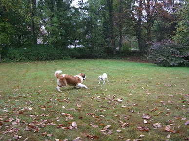 Eva kam mit Ihren zwei Whippets Tessa und Judy, und es ging wieder in den Garten zum toben. <br>Navy forderte Tessa zum Spielen auf.