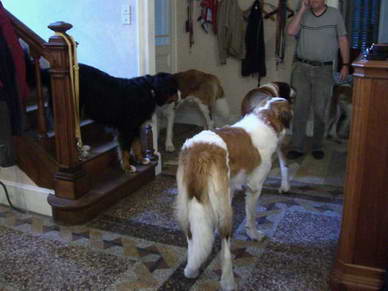 Der Berner Sennenhund Camillo stellte sich auf die Treppe um auch so gro wie ein Bernhardiner zu sein.