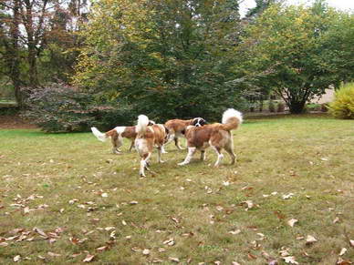 Als unsere Bernies wieder zum Spielen losgelassen wurden ging die Post ab!<br>Hinten links ist Reika, hinten rechts Orla, vorne links Navy und vorne rechts Orry.