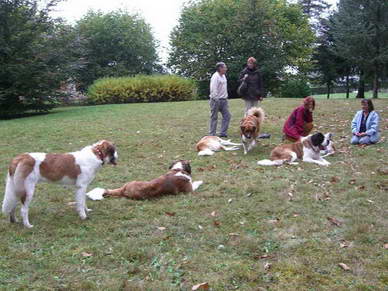 Alle Hunde sind mittlerweile mde vom Spielen.