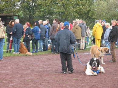 Bernhardiner *Hardy* wartete gelassen auf die Bernhardinerparade.