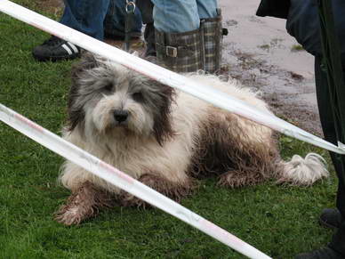 Der PON (Polski Owczarek Nizinny) *Taylor* wartete auf den Wettbewerb, wo Herrchen mit ihm antreten wird.