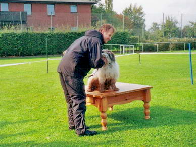 *Taylor* mit seinem Herrchen ebenso...