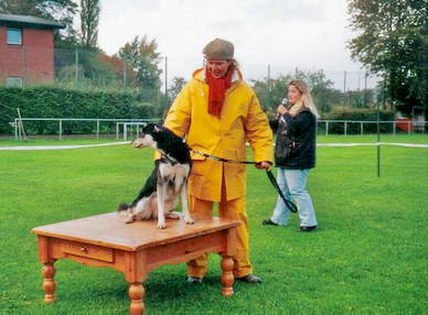 Die energiegeladene Husky-Border Collie-Mischlingshndin *Lucie* machte trotz reichlich Temprament brav *Sitz* auf dem Tisch.