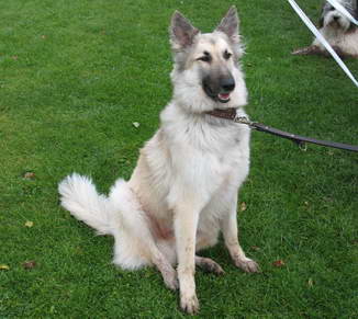 Hier nochmal *Chester*