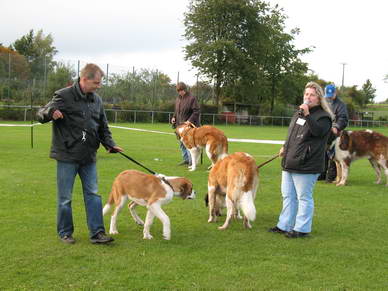 Stockhaar- und Langhaarbernhardiner waren zu sehen, junge und alte Hunde. Eine bunte Mischung dieser tollen Hunde.