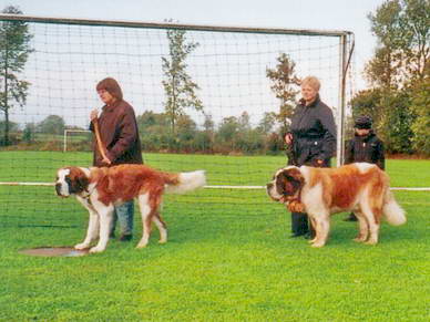 Da man den Bernhardiner heutzutage leider eher selten sieht...