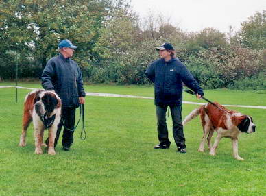 Fachgesprche unter Bernhardinerbesitzern.
