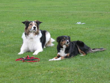 Dann waren unsere Ehrengste an der Reihe. Die Filmhunde *Joey* und *Hanni* der Filmtierzentrale Deutschland GmbH.