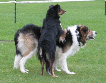 ...und achteten dabei stets auf ihr Frauchen.