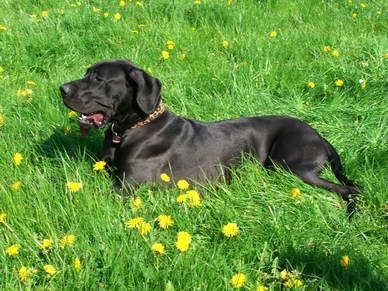 Auch Troja liegt im Gras und macht eine Spielpause.