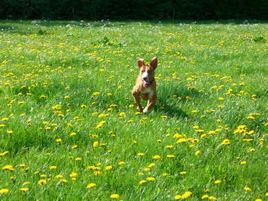 Podenco-Mix-Hndin Ruby ist eine energiegeladene Dame, und nur schwer mde zu kriegen.