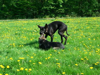 Troja & Krmel.