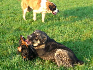 Wir haben die Erfahrung gemacht, dass man eher die groen vor den kleinen Hunden retten muss :o))