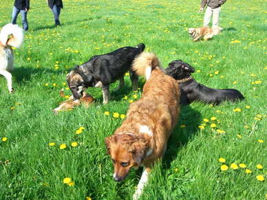 Nach den ersten groen Tobereien machen die Hunde ein kleines Puschen in der herrlichen Lwenzahnwiese.