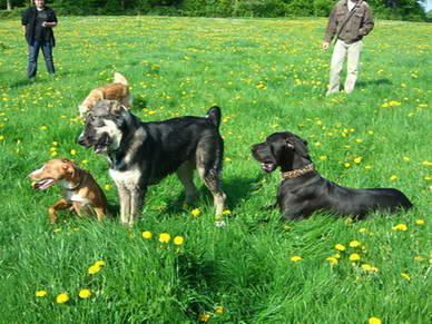 In unserer Gruppe ist vom Dackel ber den Border Collie bis hin zum Owtscharka und der Deutschen Dogge alles vertreten.