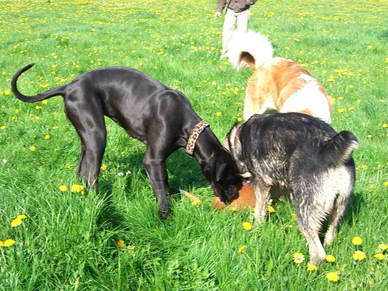 Die groen Hunde haben gelernt, auf die Kleinen Rcksicht zu nehmen, und die Kleinen spielen ausgelassen und ohne Angst mit den Groen.