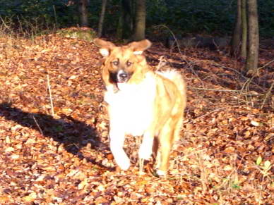 In dem kleinen Privatwald meiner Tante darf Ylvi ohne Leine laufen :o)<br>Wrde Ylvi nicht gehorchen, oder gar jagen, wrden wir sie auch hier, trotz Erlaubnis, nicht frei laufen lassen!