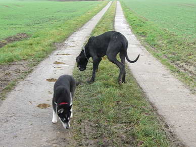 Huskymischling Lucie und Troja.