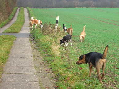 Alle sind friedlich am Schnuppern.