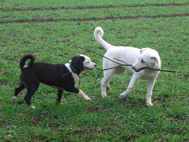 Border-Collie-Mix Maira mit Hovawart-Mix Lana. Zu zweit macht so ein Ast doppelt so viel Spass.