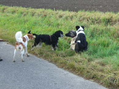 Paula, Circe und Jonny sind sichtlich angetan von Kangal Tommy.