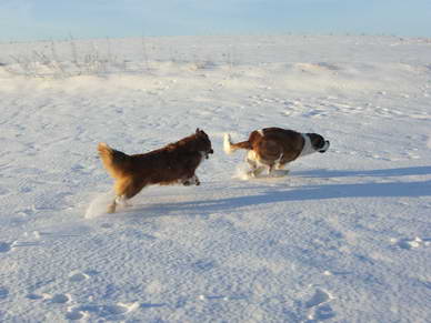 Wenn der Sommer die Zeit fr die Hunde mit kurzem Fell ist...