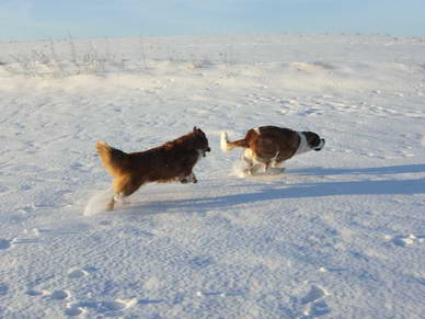 Wenn der Sommer die Zeit fr die Hunde mit kurzem Fell ist...