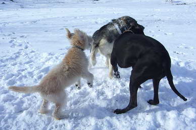 Krmel und Troja spielen ausgelassen, und Pudel-Labrador-Mix Toffy mischt mit.