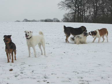 Die Beiden schauen lieber nach Herrchen... <br>der wirft Schneeblle :o)