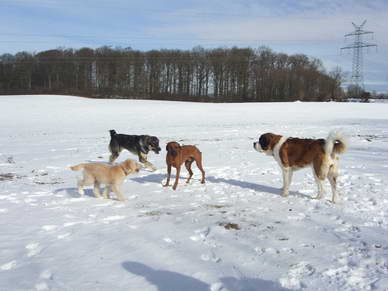 Rhodesian Ridgeback Amir gesellt sich zur Runde.