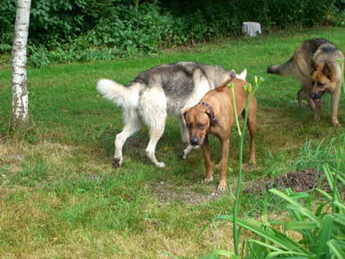 Rico, Chicomo und Laika