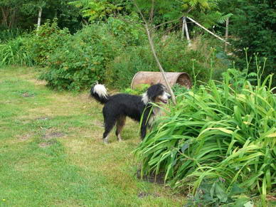 Aika (Berner Sennenhund-Schnauzer-Mix)