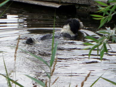 Aika, der Seehund...