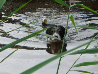 ...oder Aika, die Wasserratte?