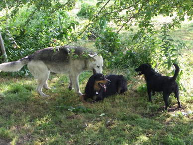 Rico, Chinda und Lilly