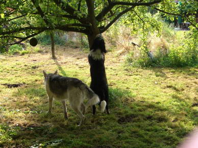 Aika versucht, den im Baum versteckten Ochsenziemer zu ergattern.