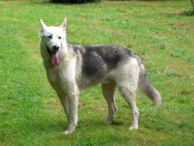 Rico (Schferhund-Malamute-Mix)