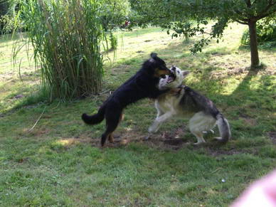 Chinda und Rico beim Spielen.