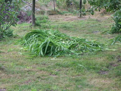 Das htten mal schne Lilien werden sollen...