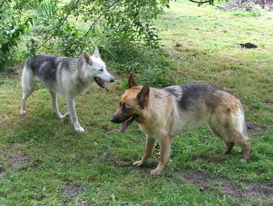 Rico mit Laika (Deutscher Schferhund)