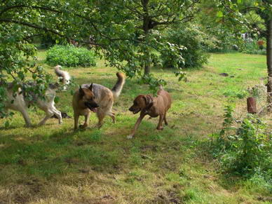 Riko, Laika und Chicomo (Rhodesian Ridgeback)