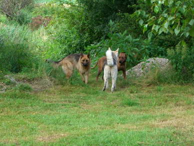 Riko, Laika und Chicomo