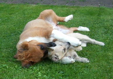 Ylvi und Cain Terrier-Mix Chester.