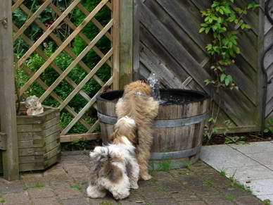 Havaneser Toffy und Shi Tzu Bella stellen sich an der Hundebar an.