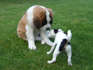 Navy und Parson Russel Terrier Agor.