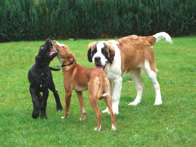 Podenco-Mix Ruby gesellt sich dazu.