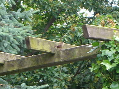 ...aber umso schner ist es, wenn man sie immer wieder mal fliegen, oder im Winter am Futterplatz sieht.