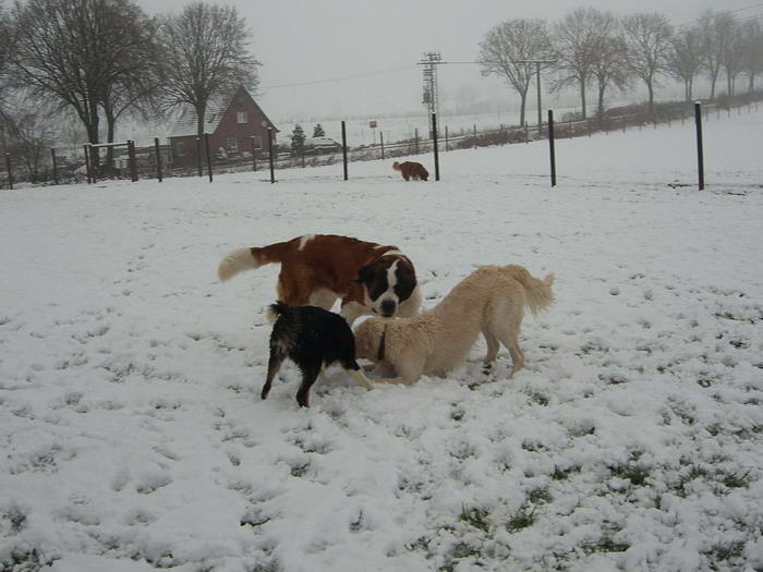 Letzte Nacht hat es geschneit, was den Zaunbauern die Arbeit erschwert, jedoch die Hunde mchtig freut!